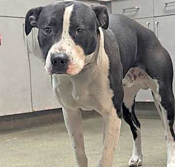 Photo of ROGUE
