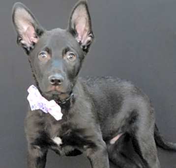 Photo of Bark Wahlberg