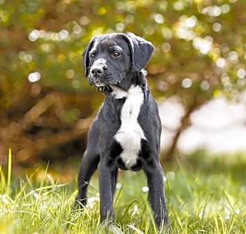 Photo of Maverick
