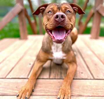 Photo of Drako (2500941)
