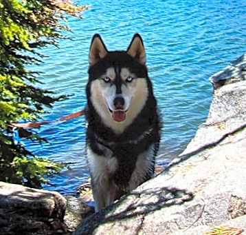 Photo of Husky