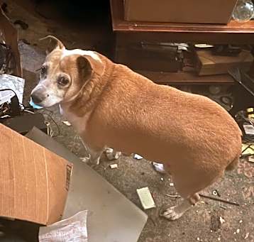 Photo of Scout