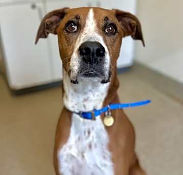Photo of Roxie