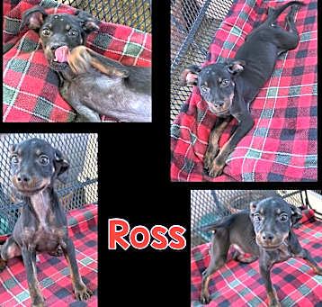 Photo of Ross