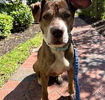 Photo of Ruby