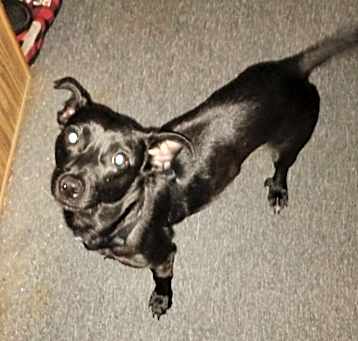 Photo of Lucky