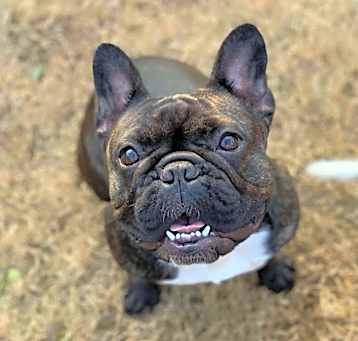 Photo of Phoebe