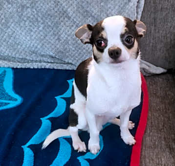 Photo of Jackson (Jax)