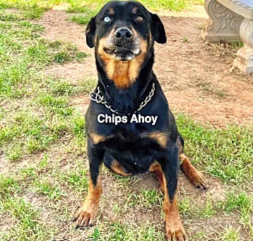 Photo of Chips Ahoy