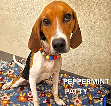 Photo of Peppermint Patty
