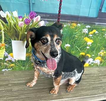 Photo of Cooper