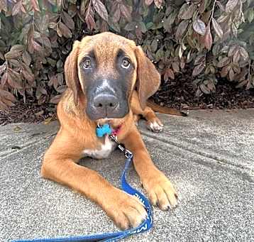 Photo of Gingersnap