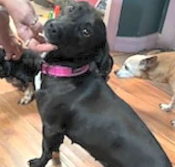 Photo of Darla the Doxie mix