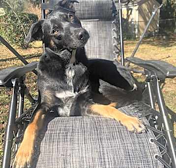 Photo of Comet