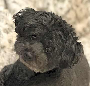 Photo of Bella