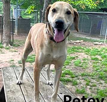 Photo of Petey