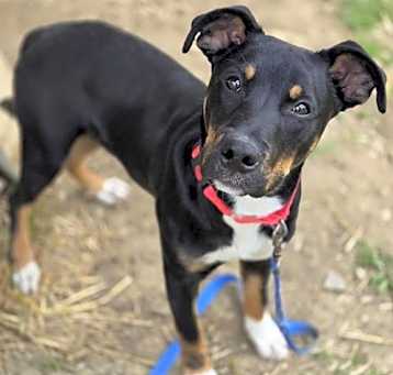 Photo of Louie