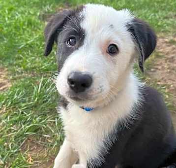 Photo of Barney