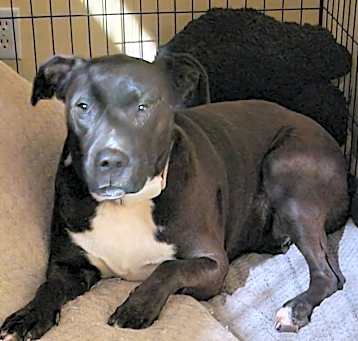 Photo of Delilah