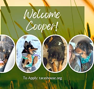 Photo of Cooper