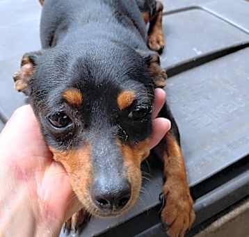 Photo of Ruby