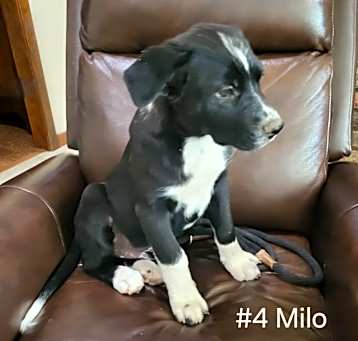 Photo of Milo