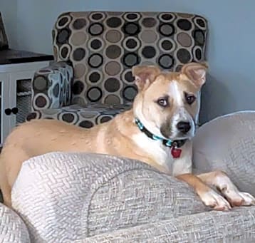 Photo of Lucy