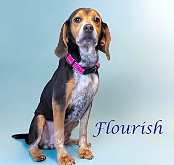 Photo of Flourish D25-061