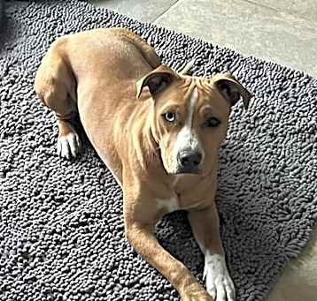 Photo of Honey (Courtesy)