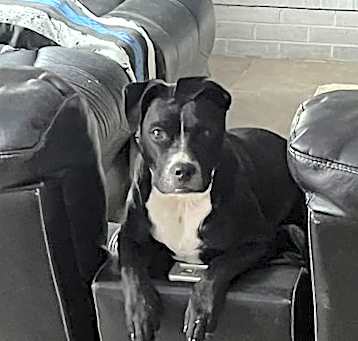 Photo of Bailey (Courtesy)