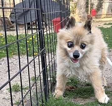 Photo of Prince