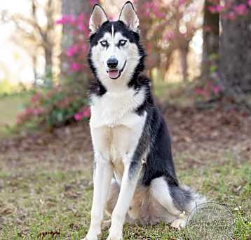Photo of Shadow