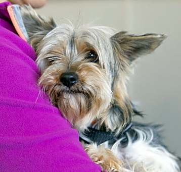Photo of Bella