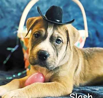 Photo of Slash