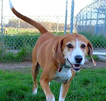 Photo of Toby