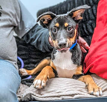 Photo of Hercules 