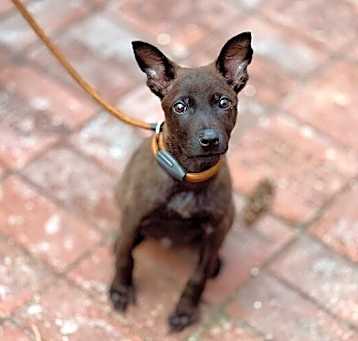 Photo of Akela