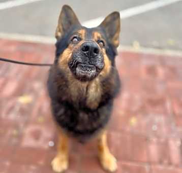 Photo of Thor