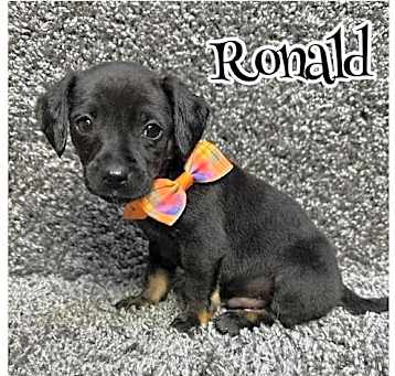 Photo of Ronald - ADOPTION IN PROCESS