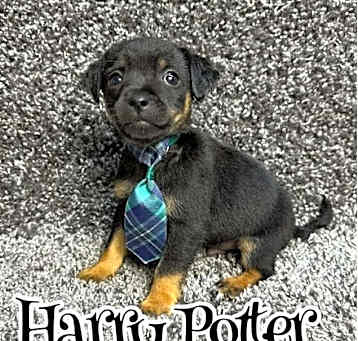 Photo of Harry Potter - ADOPTION IN PROCESS