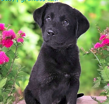 Photo of Buck