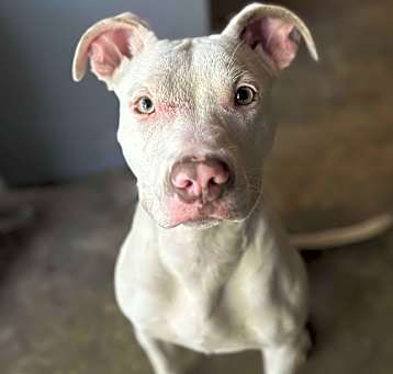 Photo of Pearl