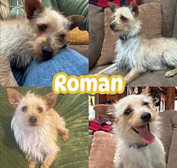 Photo of Roman