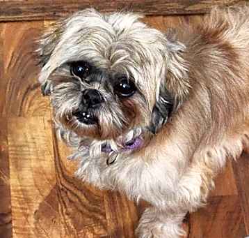 Photo of Bella Boo