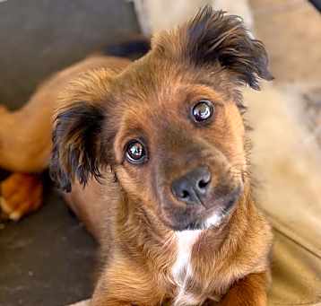 Photo of Nugget