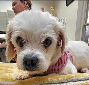 Photo of Buttercup