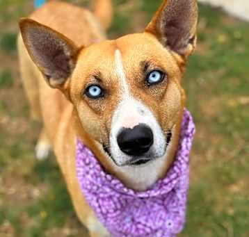 Photo of Ivy