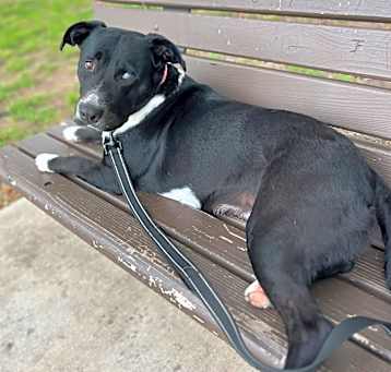 Photo of Lola