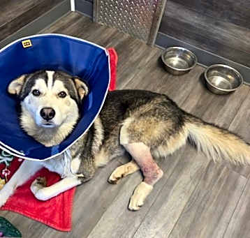 Photo of Oso