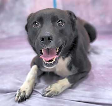Photo of Romeo